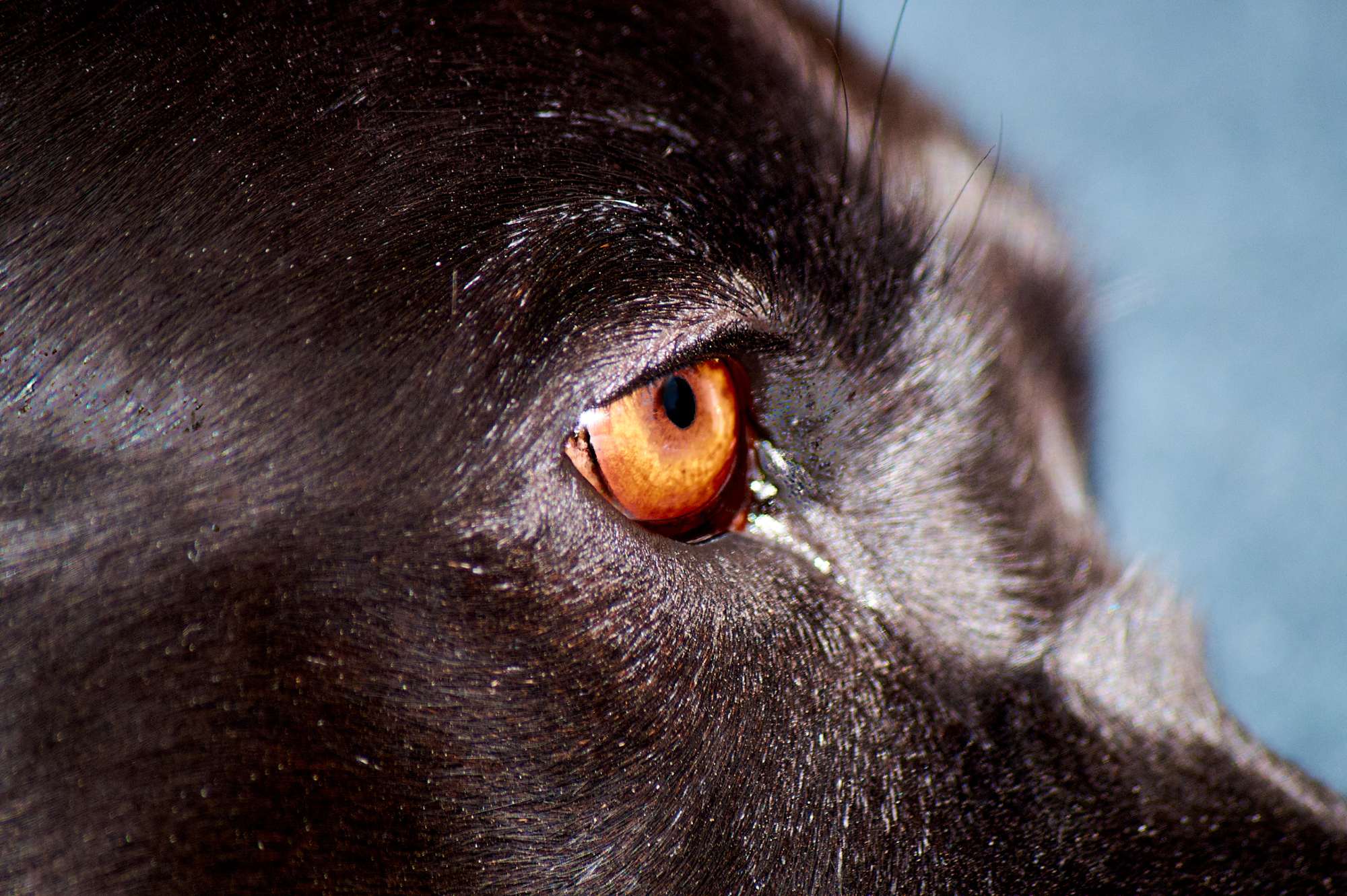 Nahaufnahme von Pollys Auge