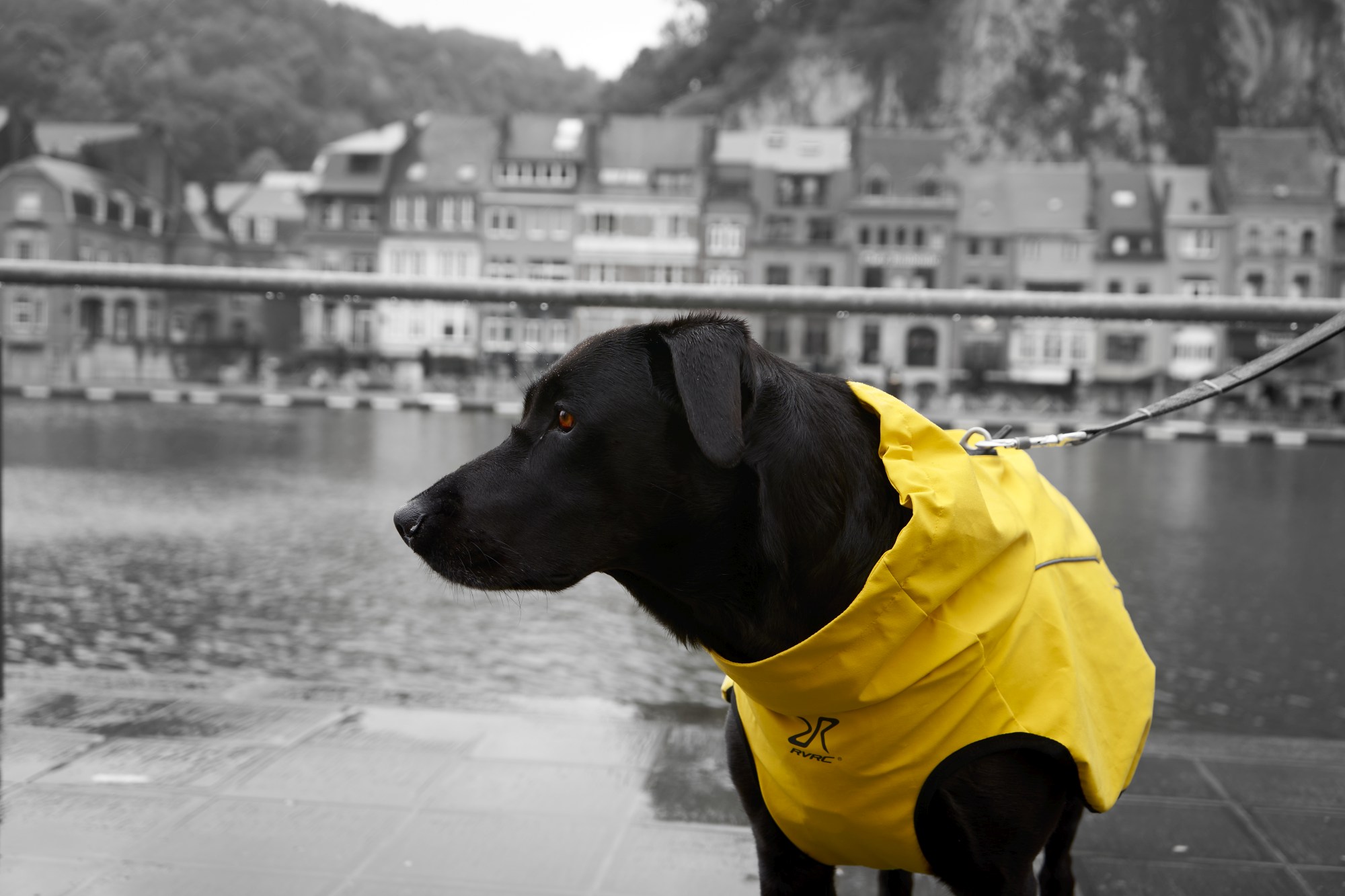 Polly mit einem gelben Regenmantel in Dinant