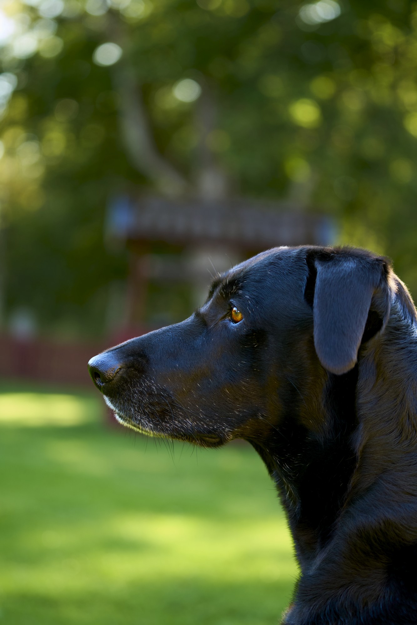 Bild von dem Labrador Polly