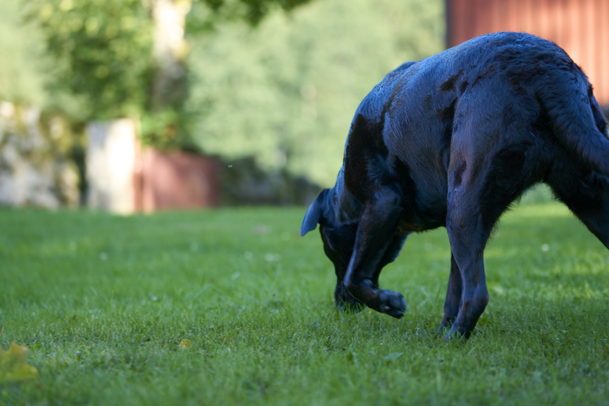 Polly sucht auf der Wiese