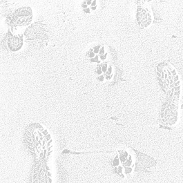 Spuren im Sand. Fußabdrücke von Menschen und einem Hund